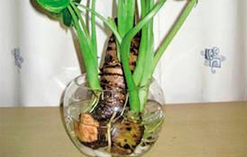 这些植物不碰为妙