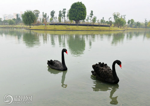 温州大学流传天鹅故事 成校园最美风景线