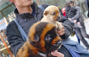 ��Ƥ��ԭ�ǻ�ױȮ