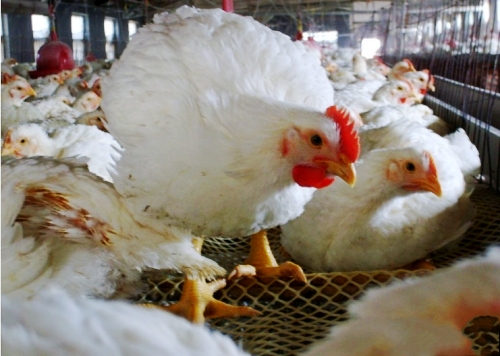 麦当劳承认曾使用速成鸡 已暂停采购