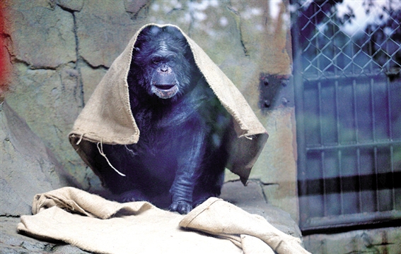 动物园住客取暖招数多 猩猩披麻袋企鹅吹空调