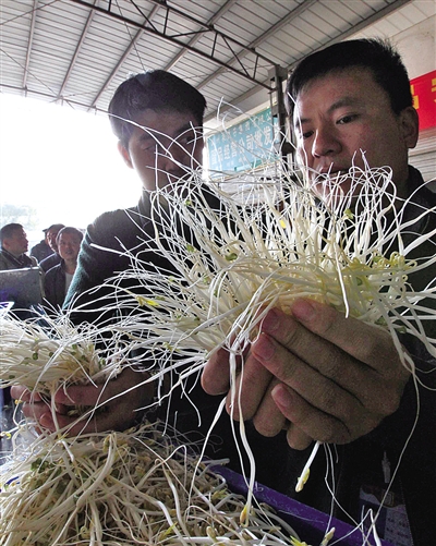 首批原生态豆芽全面上市