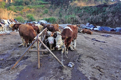 温州多部门联合打击私屠肉牛点
