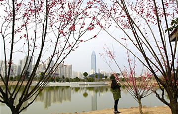 ÷��������¹��