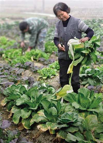 农户在自家地里采摘青菜.