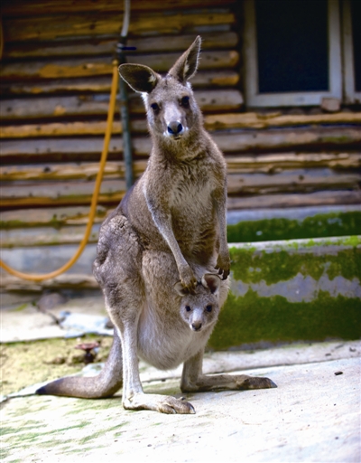 新春佳节 动物园里趣事多