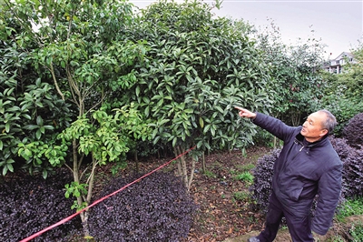 给造路腾地 农户愿低价出售苗木并整体出让基地