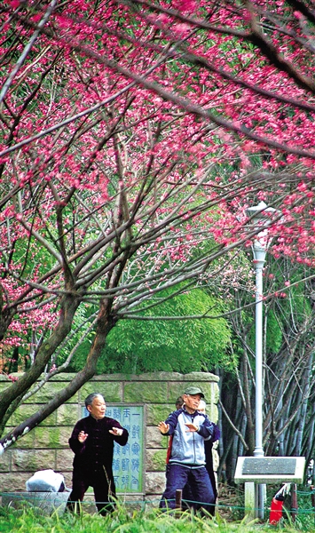 图说温州：已是春花烂漫时