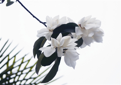 从现在起到10月份 温州市区一路上都有花可赏