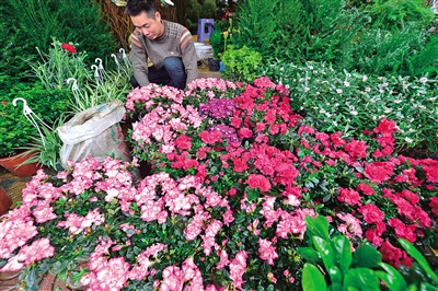 图说温州：杜鹃花开 迎春来