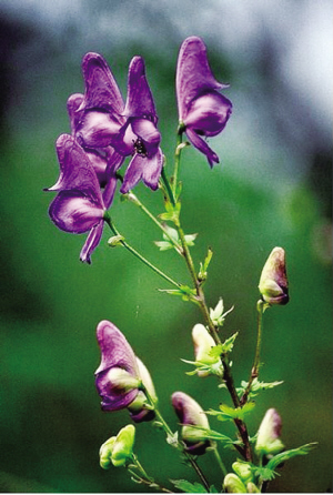 “陈十几年”的草乌药酒放倒两人