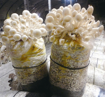 阳台种菜 菌菇成新宠