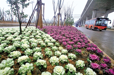 瓯海大道西段沿线现靓丽风景 高架下绿化完成