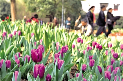 图说温州：马鞍池公园 郁金香花布置