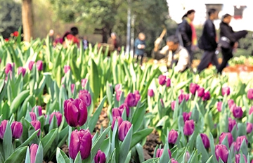 �����㻨չ