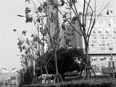 新城上千绿化树枯黄耷拉 专家称并未枯死