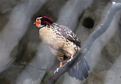 揭秘乌岩岭发现第一只黄腹角雉的因缘巧合