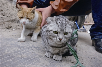 外卖员抓到只小豹子？ 其实是宠物猫