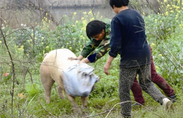 ʮ��ͷ����������