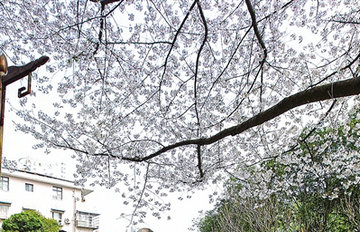 ӣ����������