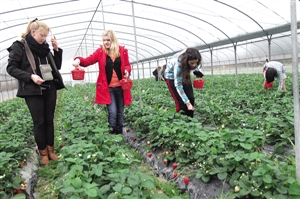 德国客人也来采摘游