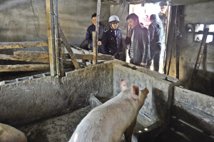 拆一个违建猪棚 要先帮着卖出7头猪