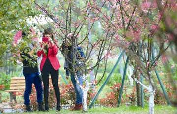 ��԰�������޺�