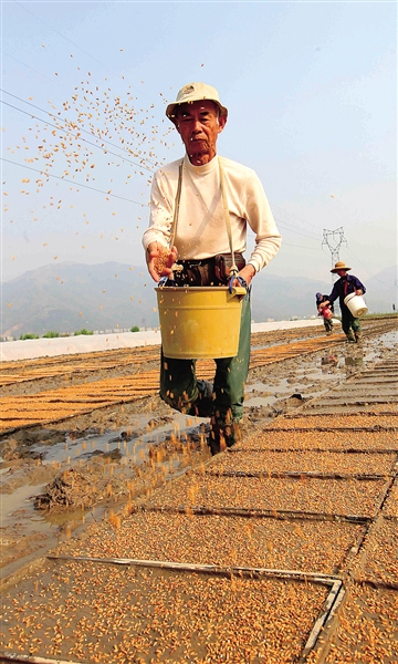 图说温州：播种 育秧