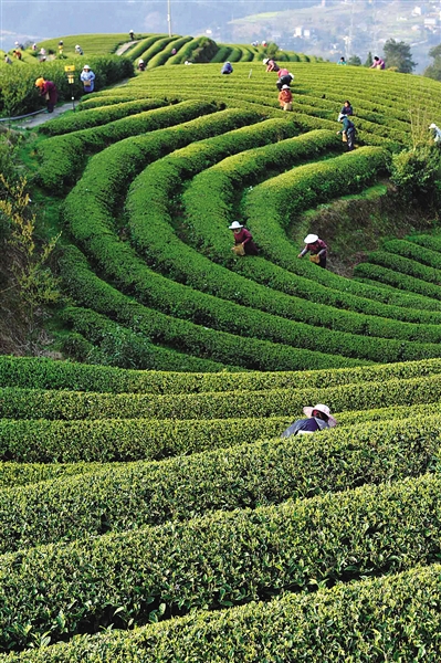 图说温州：春来采茶时