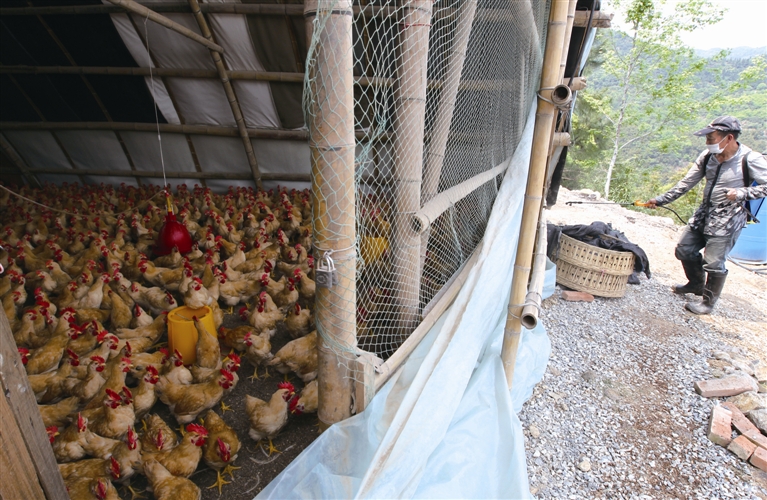 鹿城区藤桥镇底坦村养殖户郑和松正在给鸡舍消毒.