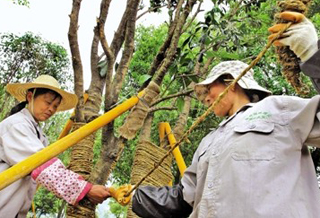 给树穿上“保湿衣” 为即将到来的夏天做准备