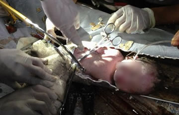 ������Ӥ������ˮ������ ��ĸ���ϲ�����Ӥ