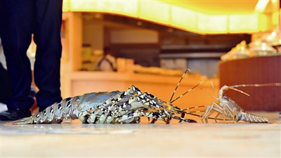 苍南渔民在南麂海域捕获一只9斤多重的龙虾王