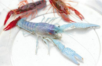 ���ӵ�����ɫС��Ϻ