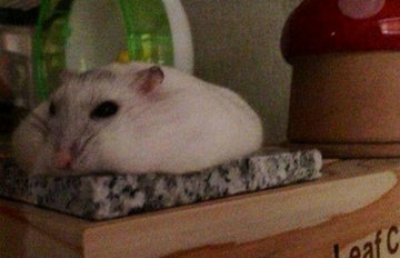 ��������ʯ��������� �����ڻ���