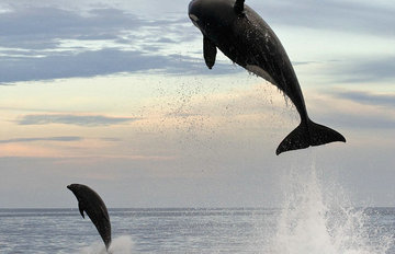 墨西哥湾虎鲸捕猎海豚 场面震撼