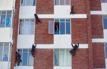 �Ϸǡ�������ս����16�����������Ż����