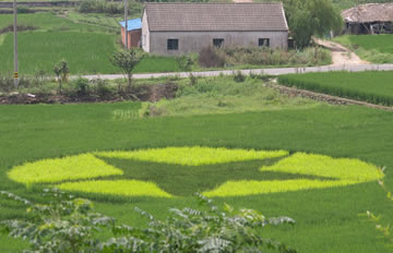 浙江农民在自家稻田种出党徽团徽