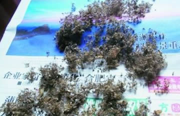 “捕蚊哥”不堪蚊子咬 自制神器月捕杀上万