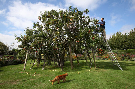 英国一棵果树结出250个不同品种苹果(图)