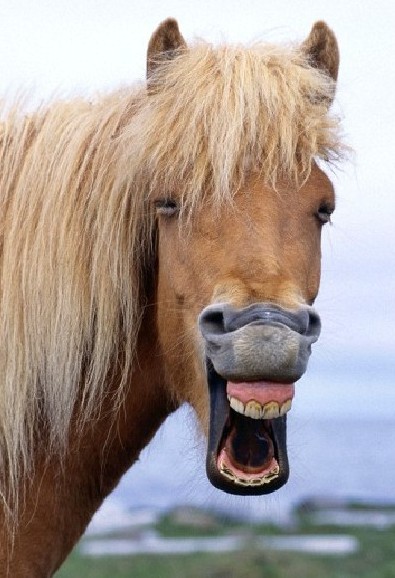 一头冰岛马在咧嘴大笑.