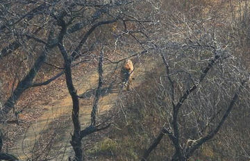 ��Ӱʦӭ���ĵ�Ұ�������� �����400��