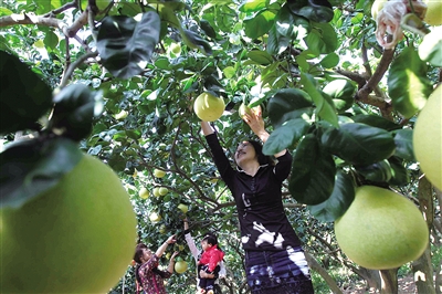 马站四季柚遭台风腰斩价格略有上涨_消费购物