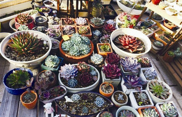 ����һ��ֲ�����߼����ϰ��ֶ���ֲ��