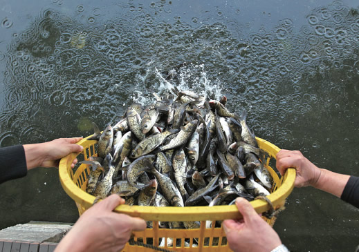 五万尾鱼苗当九山河清道夫_活动报道