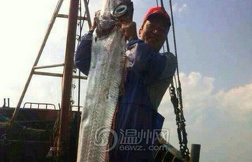 洞头渔民捕获“带鱼王”