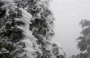 永嘉四海山真的飘雪了 雪凇可以佐证