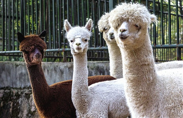 利比亚政府拘留4名美国军方人员 美称将促释放