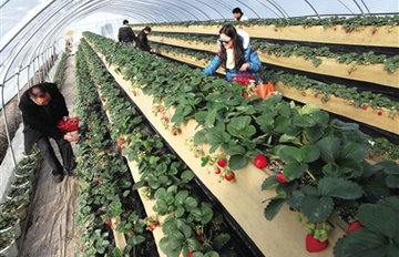 ��ݮ�ϡ�̨�ס� �ο�վ��ժ