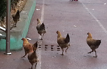 걺�һ����ѧУ�ڲٳ�����